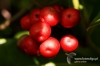 Filename=223_fotowilga~3.JPG
Filesize=89KB
Dimensions=720x480
Date added=Nov 29, 2012 223_fotowilga~3.JPG