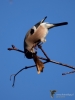 Filename=223_fotowilga~44.JPG
Filesize=197KB
Dimensions=525x700
Date added=Jan 02, 2018 223_fotowilga~44.JPG