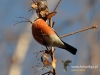 Filename=224_fotowilga~16.JPG
Filesize=90KB
Dimensions=640x480
Date added=Dec 16, 2015 224_fotowilga~16.JPG