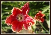 Filename=224_fotowilga~2.JPG
Filesize=125KB
Dimensions=720x492
Date added=Feb 12, 2013 224_fotowilga~2.JPG