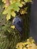Filename=224_fotowilga~38.JPG
Filesize=307KB
Dimensions=525x700
Date added=Dec 02, 2017 224_fotowilga~38.JPG