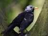 Filename=224_fotowilga~41.JPG
Filesize=270KB
Dimensions=700x525
Date added=Apr 25, 2018 224_fotowilga~41.JPG