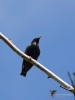 Filename=224_fotowilga~43.JPG
Filesize=187KB
Dimensions=525x700
Date added=Jan 07, 2019 224_fotowilga~43.JPG