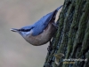 Filename=225_fotowilga~30.JPG
Filesize=81KB
Dimensions=624x480
Date added=Mar 15, 2017 225_fotowilga~30.JPG