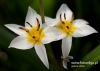 Filename=226_fotowilga~29.JPG
Filesize=71KB
Dimensions=640x456
Date added=Apr 03, 2017 226_fotowilga~29.JPG