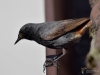 Filename=226_fotowilga~48.JPG
Filesize=192KB
Dimensions=700x525
Date added=Jul 29, 2018 226_fotowilga~48.JPG