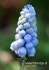 Filename=226_fotowilga~6.JPG
Filesize=76KB
Dimensions=381x540
Date added=May 12, 2014 226_fotowilga~6.JPG