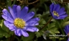 Filename=227_fotowilga~19.JPG
Filesize=96KB
Dimensions=640x384
Date added=Feb 21, 2017 227_fotowilga~19.JPG