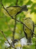 Filename=227_fotowilga~26.JPG
Filesize=81KB
Dimensions=357x480
Date added=Jun 06, 2017 227_fotowilga~26.JPG