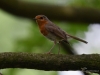 Filename=227_fotowilga~28.JPG
Filesize=219KB
Dimensions=700x525
Date added=Jul 27, 2017 227_fotowilga~28.JPG