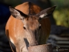 Filename=227_fotowilga~41.JPG
Filesize=253KB
Dimensions=700x525
Date added=Oct 10, 2019 227_fotowilga~41.JPG