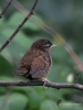 Filename=227_fotowilga~45.JPG
Filesize=290KB
Dimensions=525x700
Date added=Dec 09, 2019 227_fotowilga~45.JPG