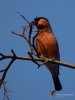 Filename=228_fotowilga~48.JPG
Filesize=220KB
Dimensions=525x700
Date added=May 15, 2019 228_fotowilga~48.JPG