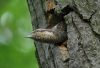 228_fotowilga~54.JPG