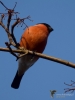 Filename=229_fotowilga~30.JPG
Filesize=216KB
Dimensions=525x700
Date added=May 15, 2019 229_fotowilga~30.JPG