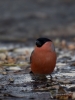 Filename=229_fotowilga~40.JPG
Filesize=234KB
Dimensions=525x700
Date added=Feb 24, 2018 229_fotowilga~40.JPG