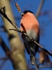 Filename=229_fotowilga~41.JPG
Filesize=241KB
Dimensions=525x700
Date added=Apr 01, 2018 229_fotowilga~41.JPG