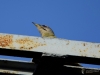 Filename=229_fotowilga~45.JPG
Filesize=186KB
Dimensions=700x525
Date added=Jun 28, 2019 229_fotowilga~45.JPG