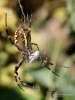 Filename=229_fotowilga~46.JPG
Filesize=241KB
Dimensions=525x700
Date added=Nov 22, 2019 229_fotowilga~46.JPG