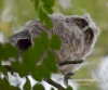 Filename=230_fotowilga~24.JPG
Filesize=79KB
Dimensions=576x480
Date added=Nov 09, 2016 230_fotowilga~24.JPG