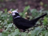 Filename=230_fotowilga~33.JPG
Filesize=260KB
Dimensions=700x525
Date added=Mar 06, 2019 230_fotowilga~33.JPG