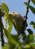 Filename=230_fotowilga~39.JPG
Filesize=215KB
Dimensions=499x700
Date added=Jan 24, 2018 230_fotowilga~39.JPG