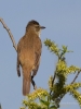 Filename=230_fotowilga~40.JPG
Filesize=230KB
Dimensions=525x700
Date added=Apr 30, 2018 230_fotowilga~40.JPG