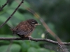 Filename=230_fotowilga~46.JPG
Filesize=271KB
Dimensions=700x525
Date added=Aug 20, 2019 230_fotowilga~46.JPG