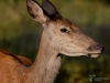 Filename=230_fotowilga~48.JPG
Filesize=269KB
Dimensions=700x525
Date added=Nov 03, 2019 230_fotowilga~48.JPG