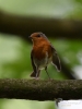 Filename=231_fotowilga~41.JPG
Filesize=227KB
Dimensions=525x700
Date added=Jul 27, 2017 231_fotowilga~41.JPG