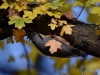 Filename=231_fotowilga~46.JPG
Filesize=278KB
Dimensions=700x525
Date added=Jan 04, 2018 231_fotowilga~46.JPG