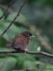 Filename=231_fotowilga~56.JPG
Filesize=270KB
Dimensions=525x700
Date added=Dec 26, 2019 231_fotowilga~56.JPG