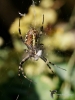 Filename=231_fotowilga~7.JPG
Filesize=231KB
Dimensions=525x700
Date added=Nov 23, 2019 231_fotowilga~7.JPG