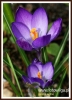 232_fotowilga~3.JPG