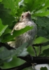 Filename=232_fotowilga~40.JPG
Filesize=239KB
Dimensions=494x700
Date added=Jul 06, 2017 232_fotowilga~40.JPG