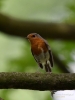 Filename=232_fotowilga~44.JPG
Filesize=226KB
Dimensions=525x700
Date added=Jul 27, 2017 232_fotowilga~44.JPG