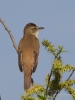 Filename=232_fotowilga~51.JPG
Filesize=230KB
Dimensions=525x700
Date added=May 02, 2018 232_fotowilga~51.JPG