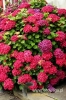 Filename=233_fotowilga.JPG
Filesize=141KB
Dimensions=360x540
Date added=Aug 03, 2012 233_fotowilga.JPG