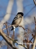 Filename=233_fotowilga~13.JPG
Filesize=76KB
Dimensions=360x480
Date added=Dec 17, 2015 233_fotowilga~13.JPG