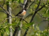 Filename=233_fotowilga~32.JPG
Filesize=271KB
Dimensions=700x525
Date added=May 04, 2017 233_fotowilga~32.JPG
