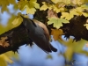 Filename=233_fotowilga~39.JPG
Filesize=257KB
Dimensions=700x525
Date added=Jan 16, 2018 233_fotowilga~39.JPG