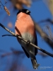 Filename=233_fotowilga~43.JPG
Filesize=233KB
Dimensions=525x700
Date added=Mar 31, 2018 233_fotowilga~43.JPG