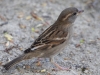 Filename=233_fotowilga~45.JPG
Filesize=276KB
Dimensions=700x525
Date added=Oct 28, 2018 233_fotowilga~45.JPG