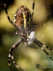 Filename=233_fotowilga~50.JPG
Filesize=272KB
Dimensions=525x700
Date added=Nov 23, 2019 233_fotowilga~50.JPG