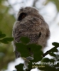 Filename=234_fotowilga~21.JPG
Filesize=58KB
Dimensions=400x480
Date added=Jul 10, 2016 234_fotowilga~21.JPG