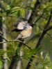 Filename=234_fotowilga~28.JPG
Filesize=259KB
Dimensions=525x700
Date added=May 10, 2017 234_fotowilga~28.JPG