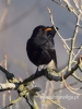 Filename=234_fotowilgs.JPG
Filesize=56KB
Dimensions=360x480
Date added=Dec 23, 2016 234_fotowilgs.JPG