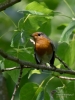 Filename=235_fotowilga~32.JPG
Filesize=271KB
Dimensions=525x700
Date added=Jul 23, 2017 235_fotowilga~32.JPG