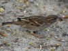 Filename=235_fotowilga~39.JPG
Filesize=326KB
Dimensions=700x525
Date added=Apr 26, 2018 235_fotowilga~39.JPG