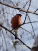 Filename=236_fotowilga~24.JPG
Filesize=60KB
Dimensions=360x480
Date added=Dec 15, 2016 236_fotowilga~24.JPG